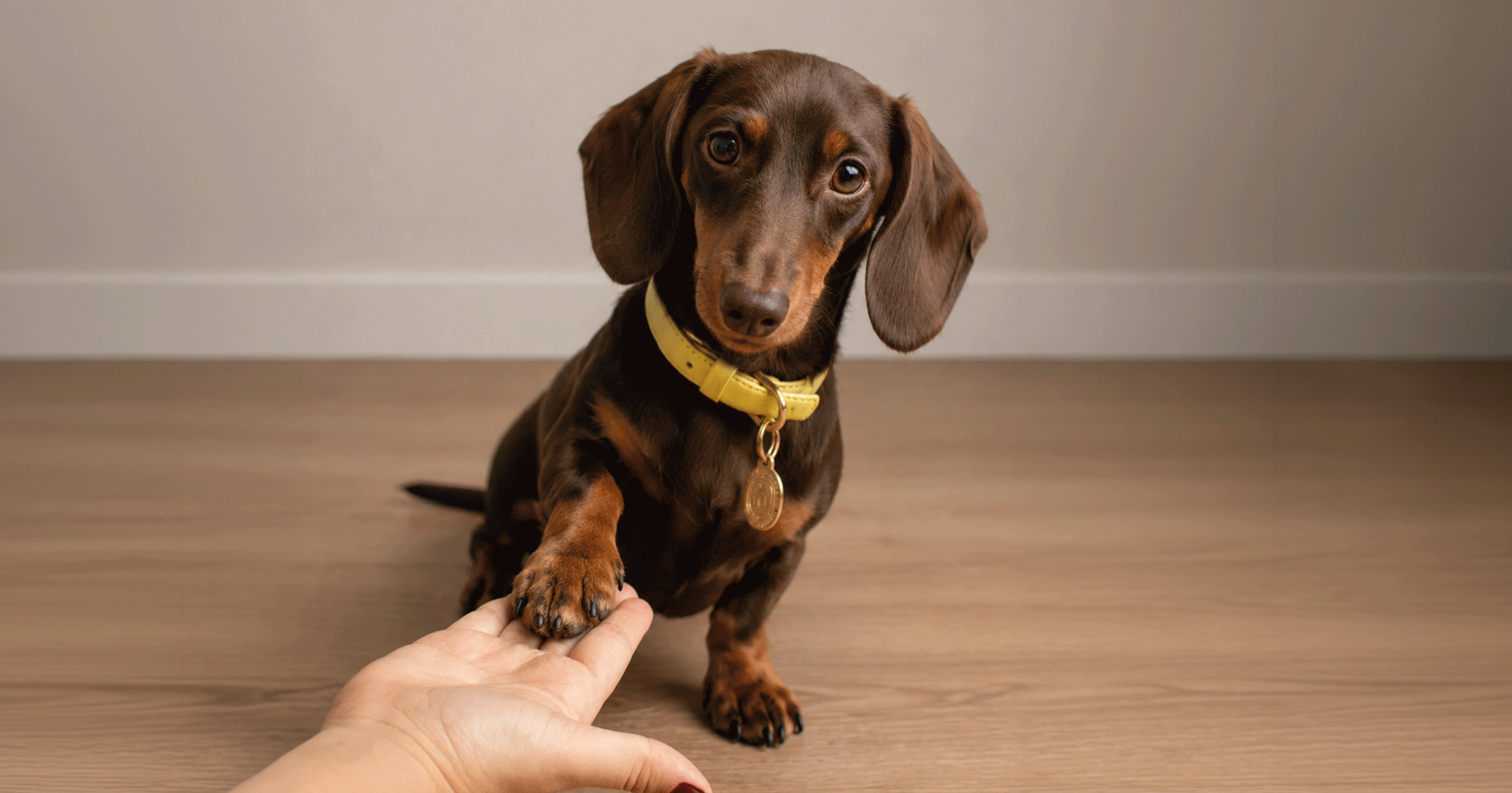 3-blog chc-pet-friendly-4